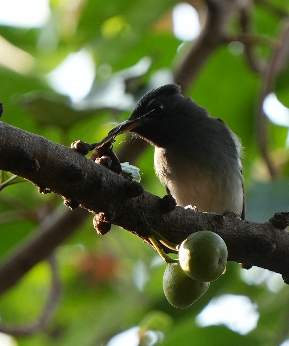 Amur Paradise-Flycatcher - ML643083102