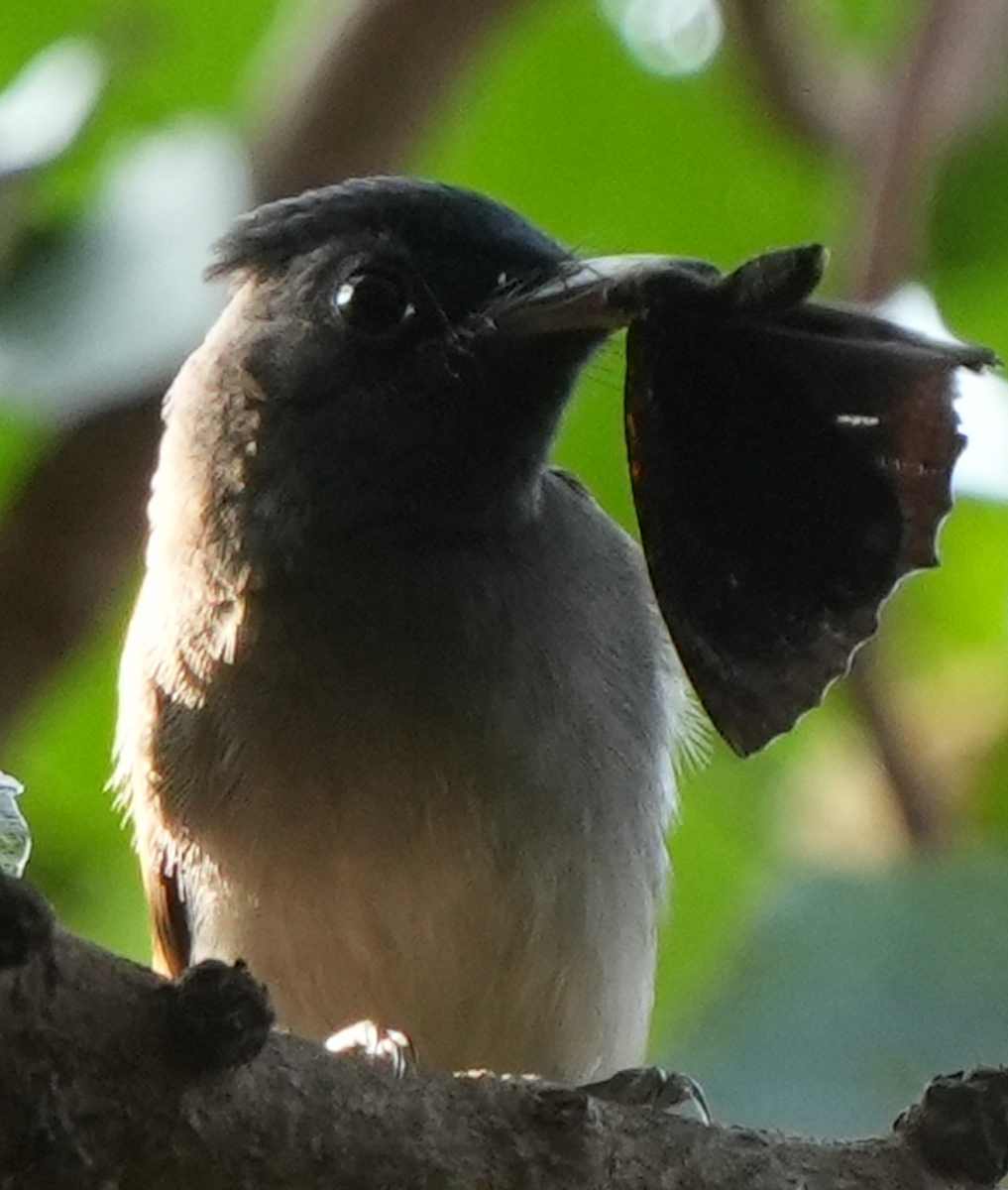 Amur Paradise-Flycatcher - ML643083103