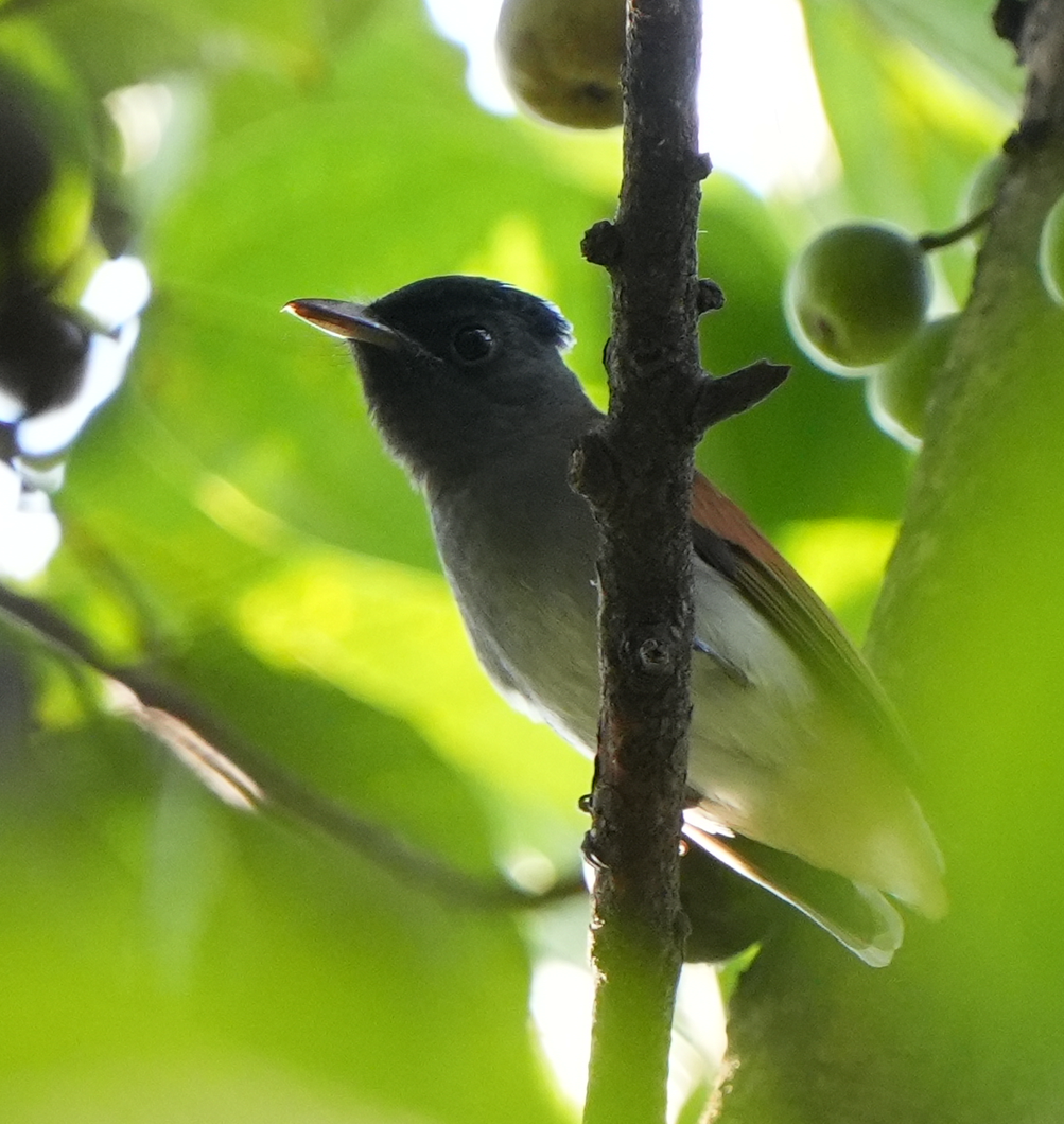 Amur Paradise-Flycatcher - ML643083104