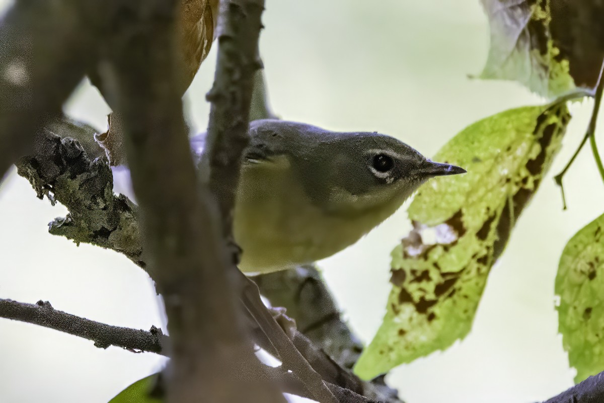 Black-throated Blue Warbler - ML643083117