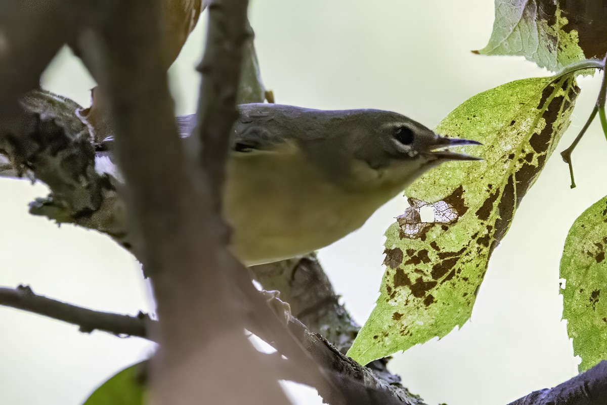 Black-throated Blue Warbler - ML643083121