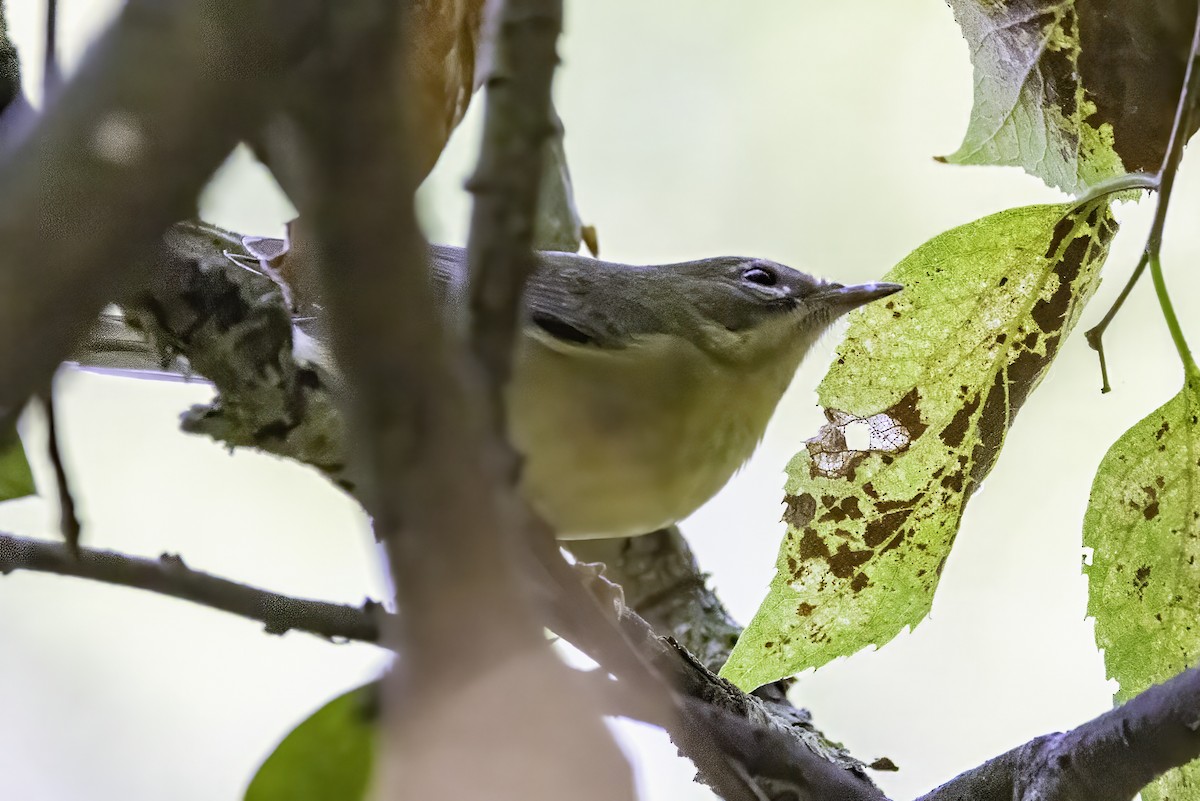 Black-throated Blue Warbler - ML643083123