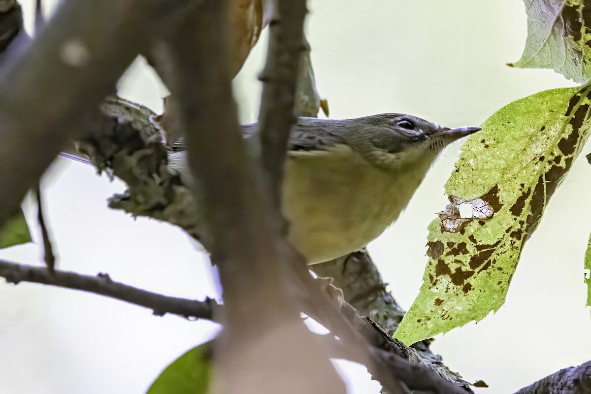 Black-throated Blue Warbler - ML643083126