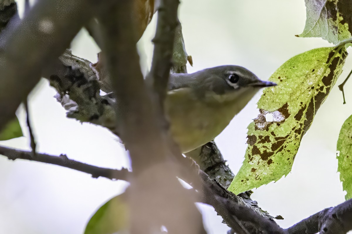 Black-throated Blue Warbler - ML643083129
