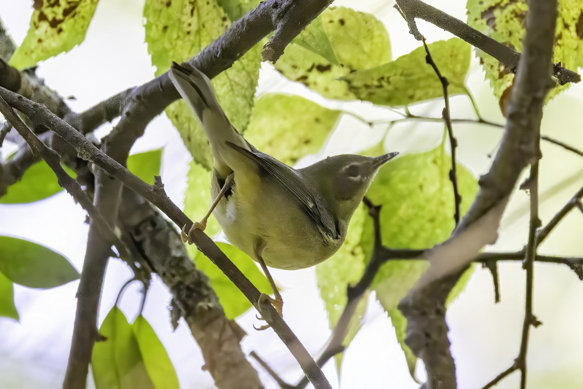 Black-throated Blue Warbler - ML643083130