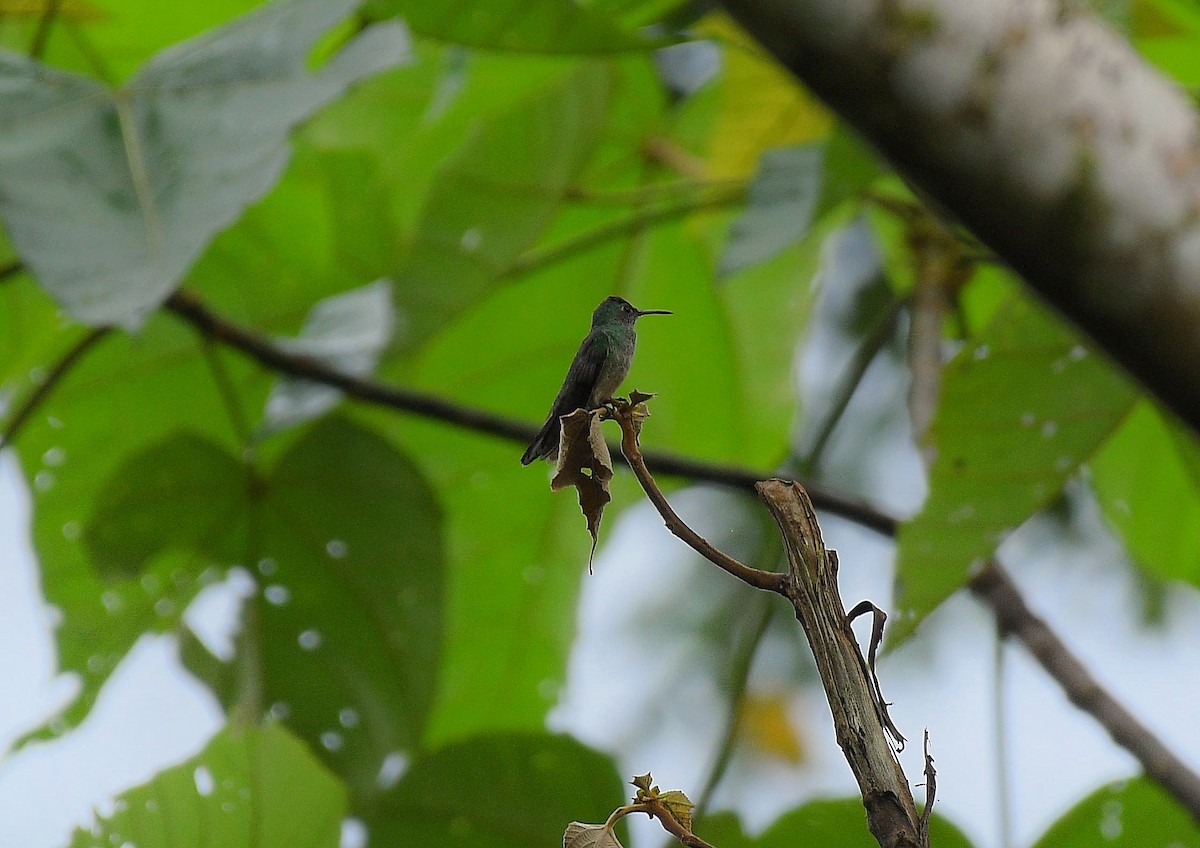 Scaly-breasted Hummingbird - ML643083131