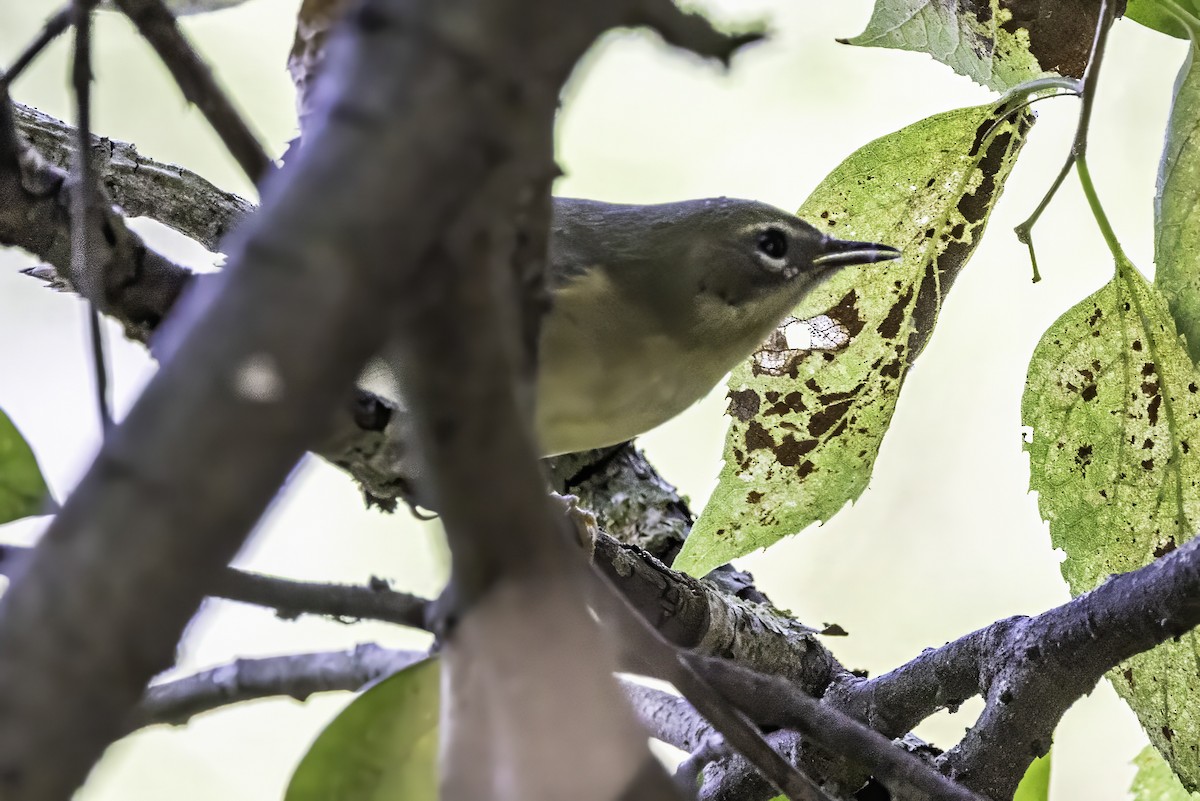 Black-throated Blue Warbler - ML643083133