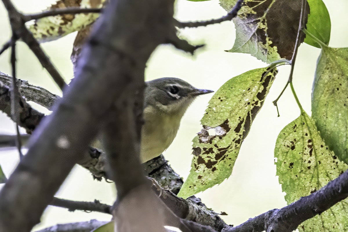 Black-throated Blue Warbler - ML643083138