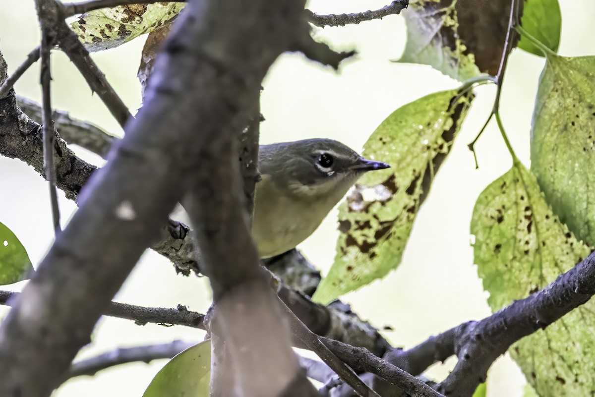 Black-throated Blue Warbler - ML643083141