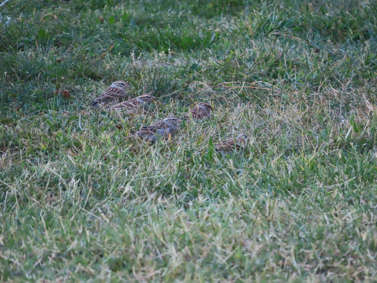 Chipping Sparrow - Kaiting H