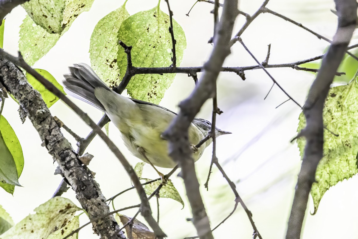 Black-throated Blue Warbler - ML643083147