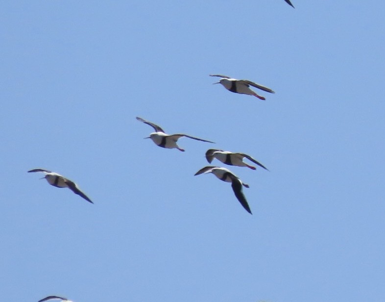 Banded Stilt - ML643083173