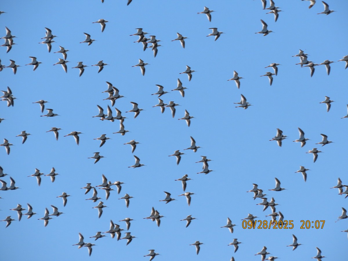 Banded Stilt - ML643083174