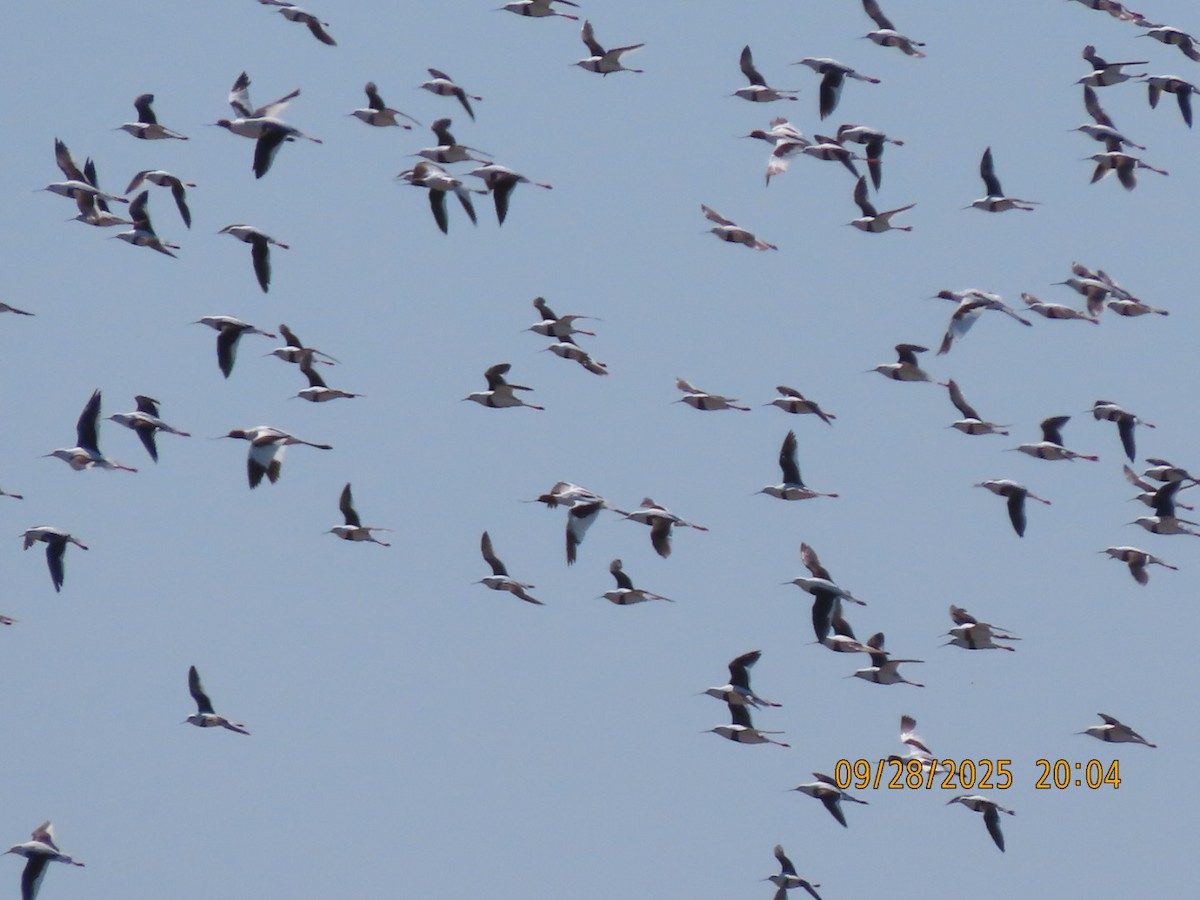 Banded Stilt - ML643083175