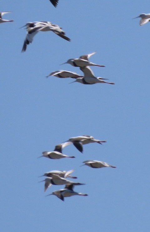 Banded Stilt - ML643083176