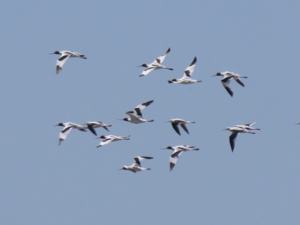 Red-necked Avocet - ML643083199