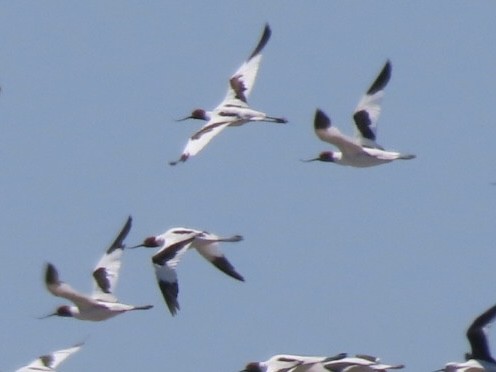 Red-necked Avocet - ML643083200