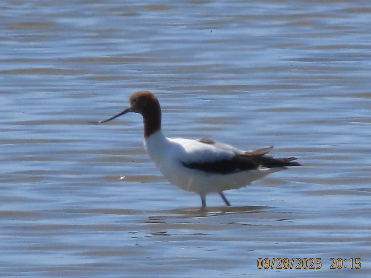 Red-necked Avocet - ML643083201
