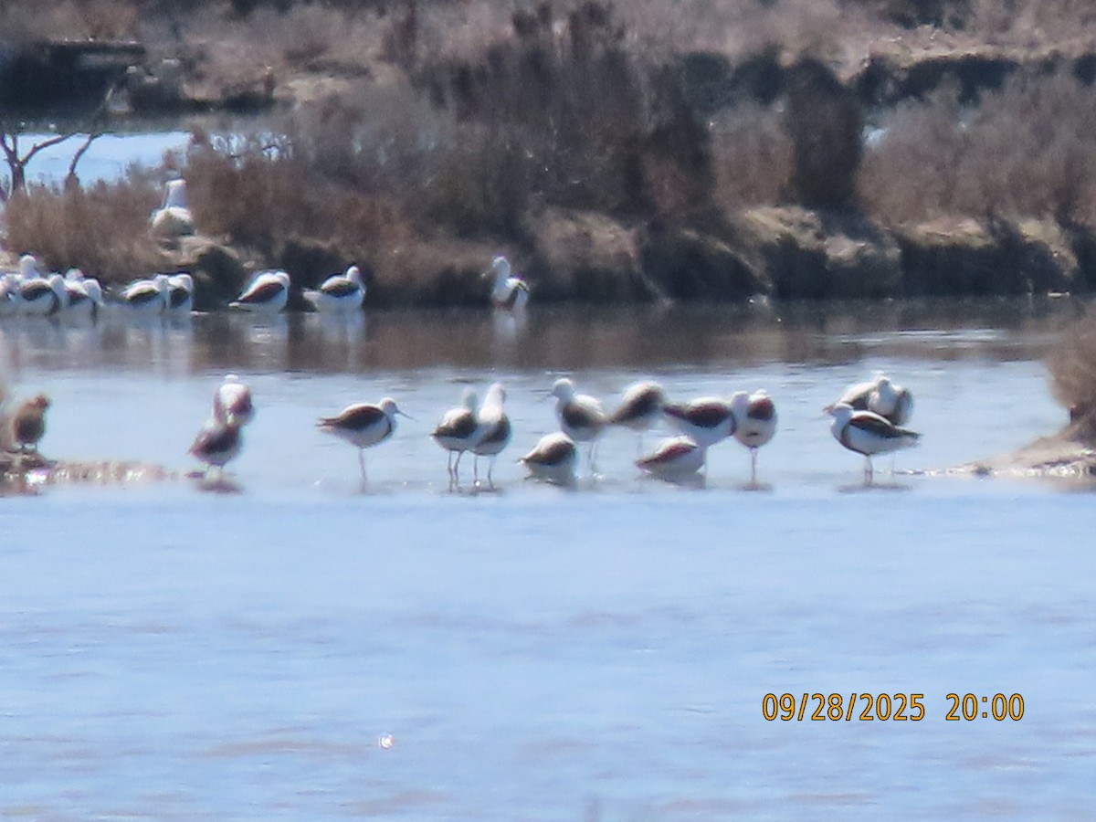 Banded Stilt - ML643083208