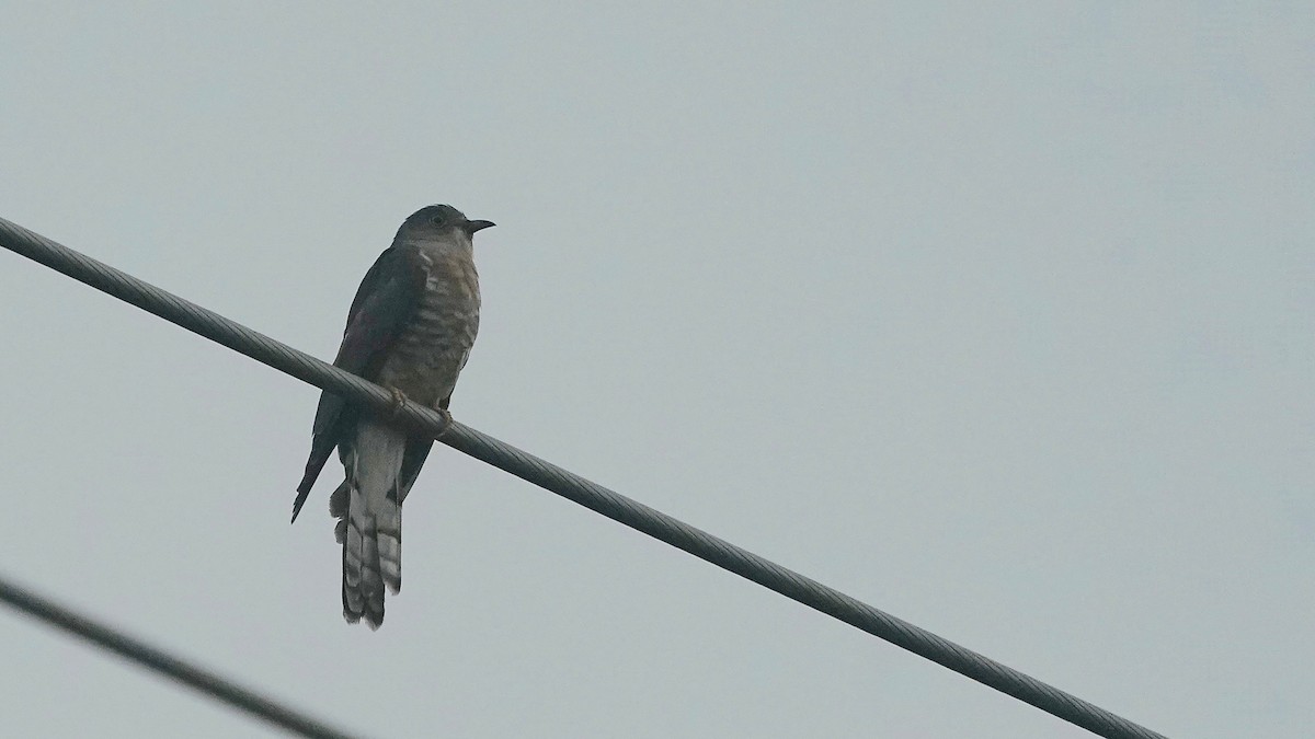 Common Hawk-Cuckoo - ML643083228