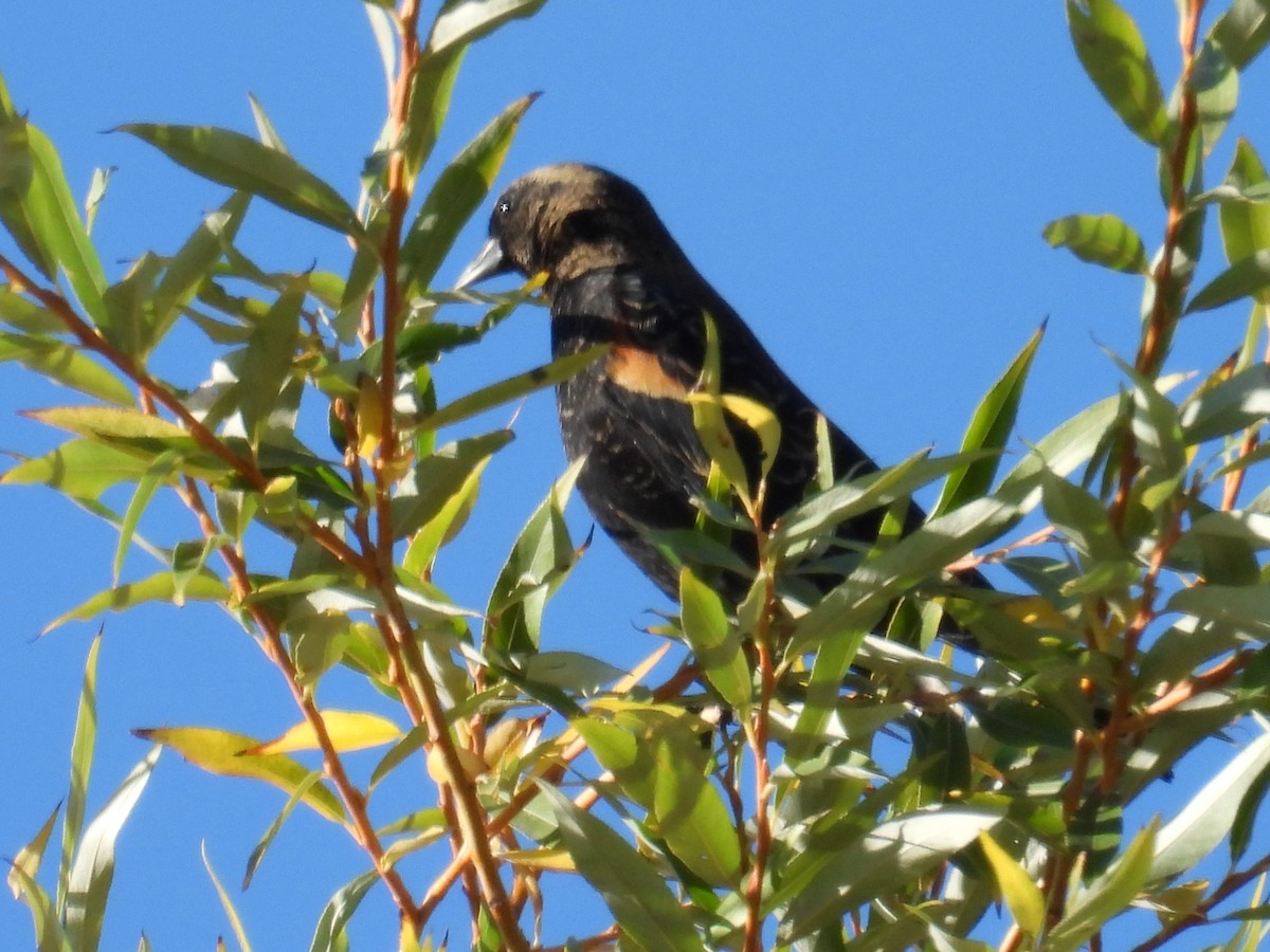Red-winged Blackbird - James Laabs