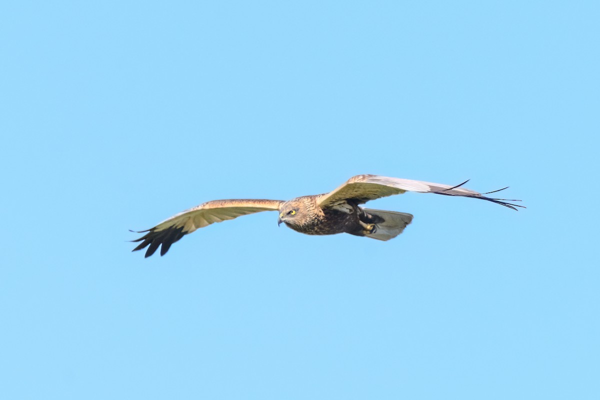 Western Marsh Harrier - ML643083263