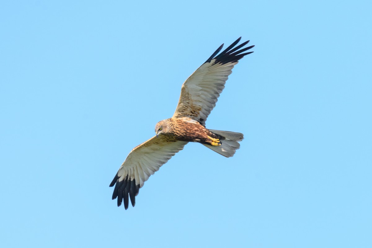Western Marsh Harrier - ML643083264