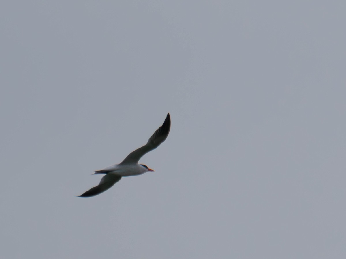 Caspian Tern - ML643083274