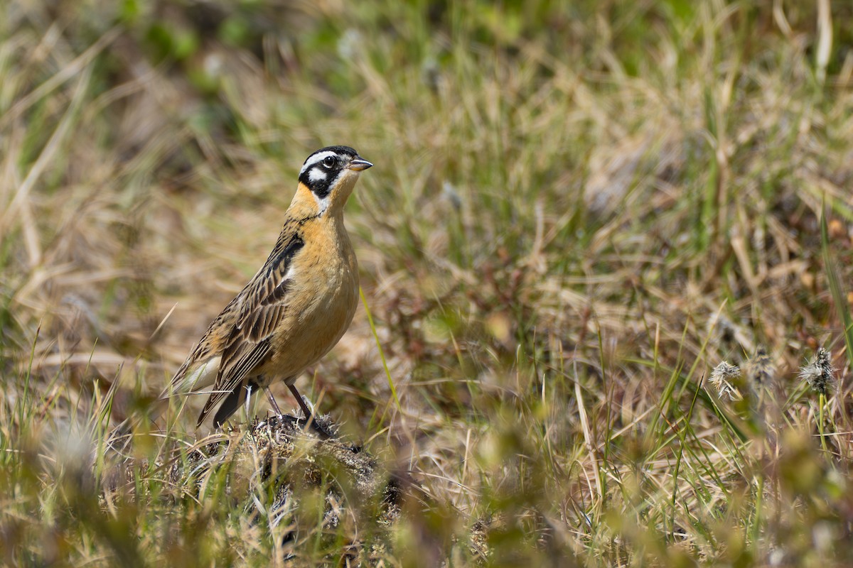 Smith's Longspur - ML643083290