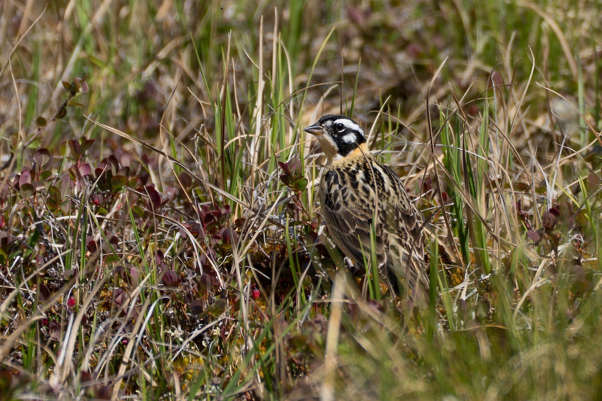 Smith's Longspur - ML643083292