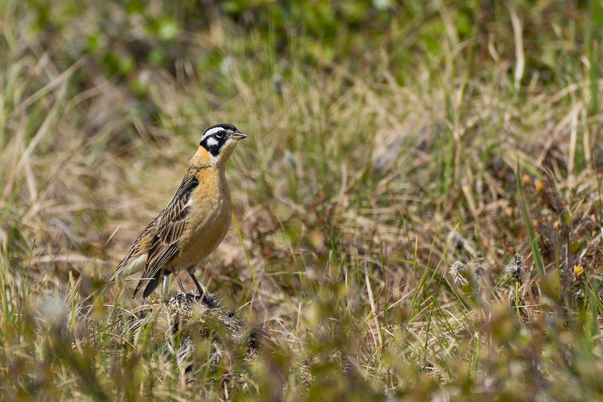 Smith's Longspur - ML643083293