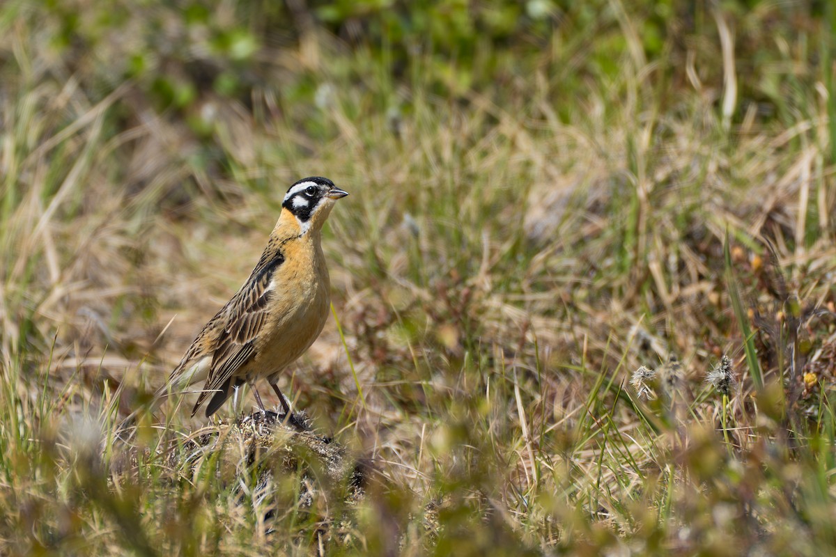 Smith's Longspur - ML643083294