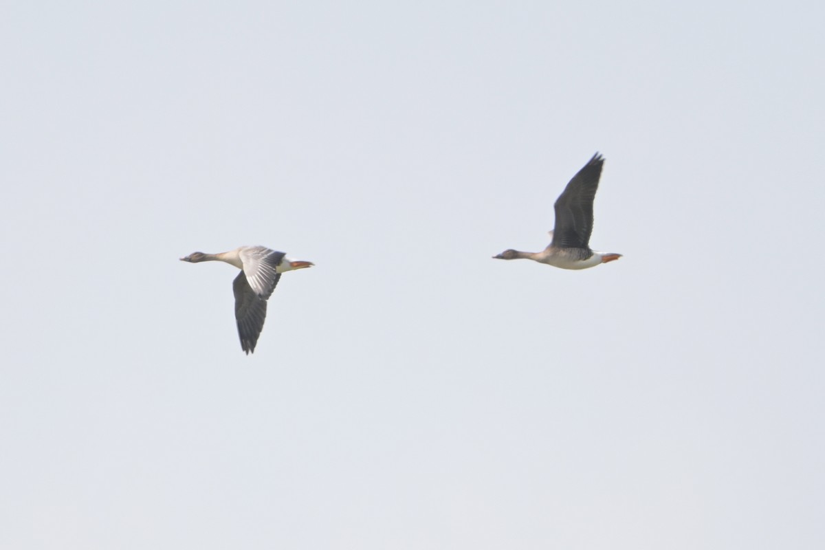 Taiga/Tundra Bean-Goose - ML643083295