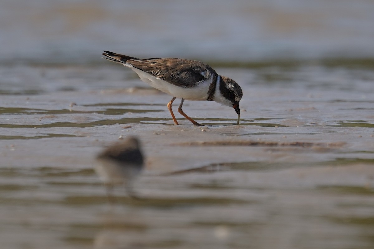 Semipalmated Plover - ML643083298