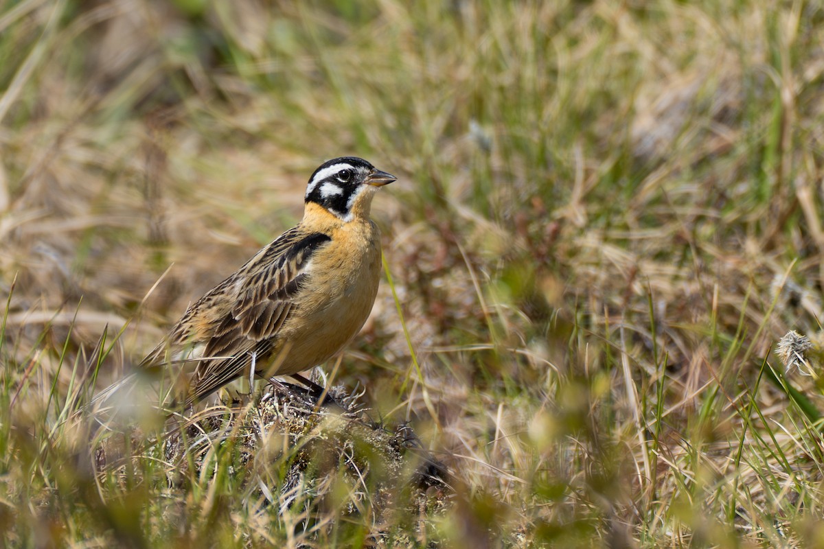 Smith's Longspur - ML643083300