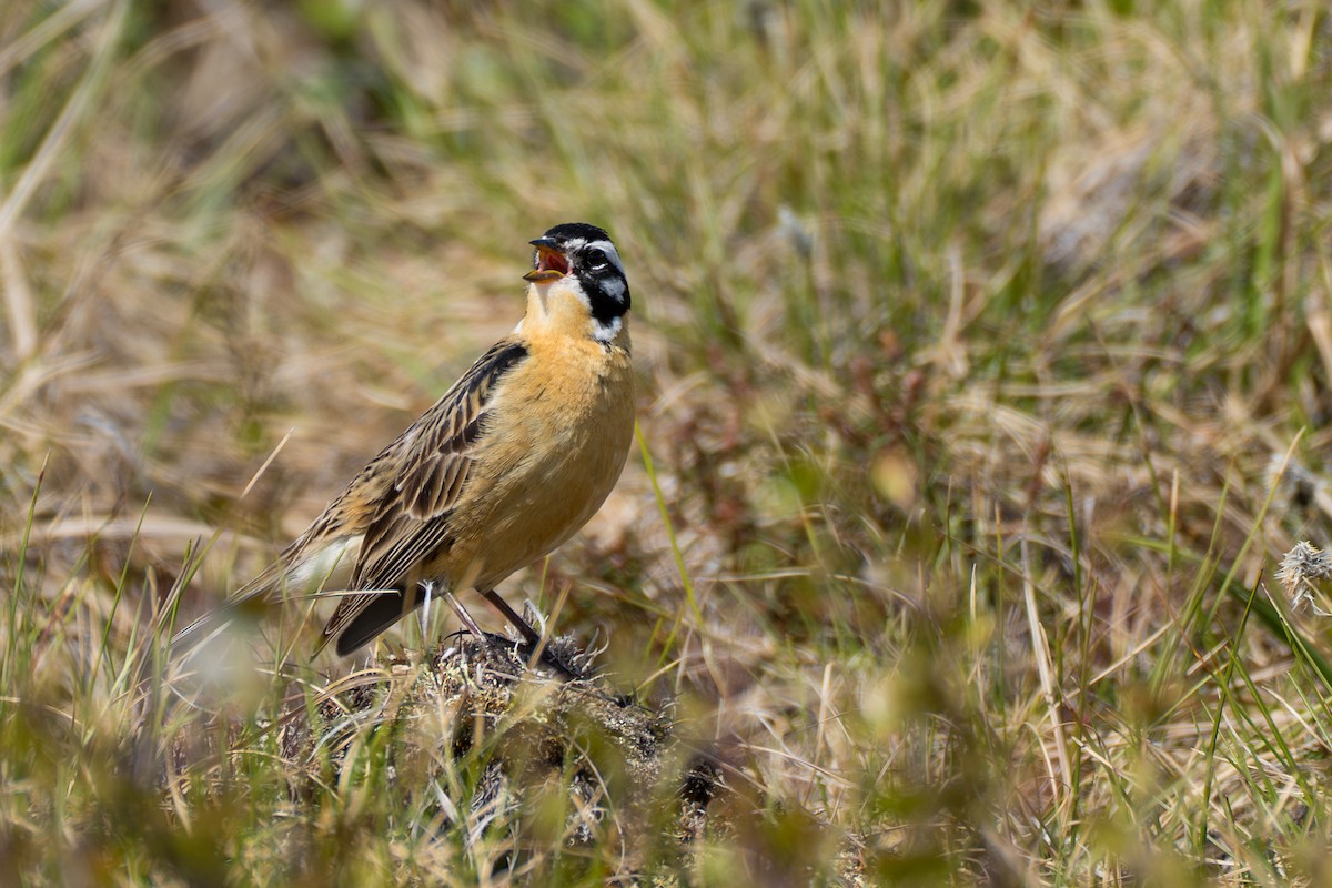 Smith's Longspur - ML643083301
