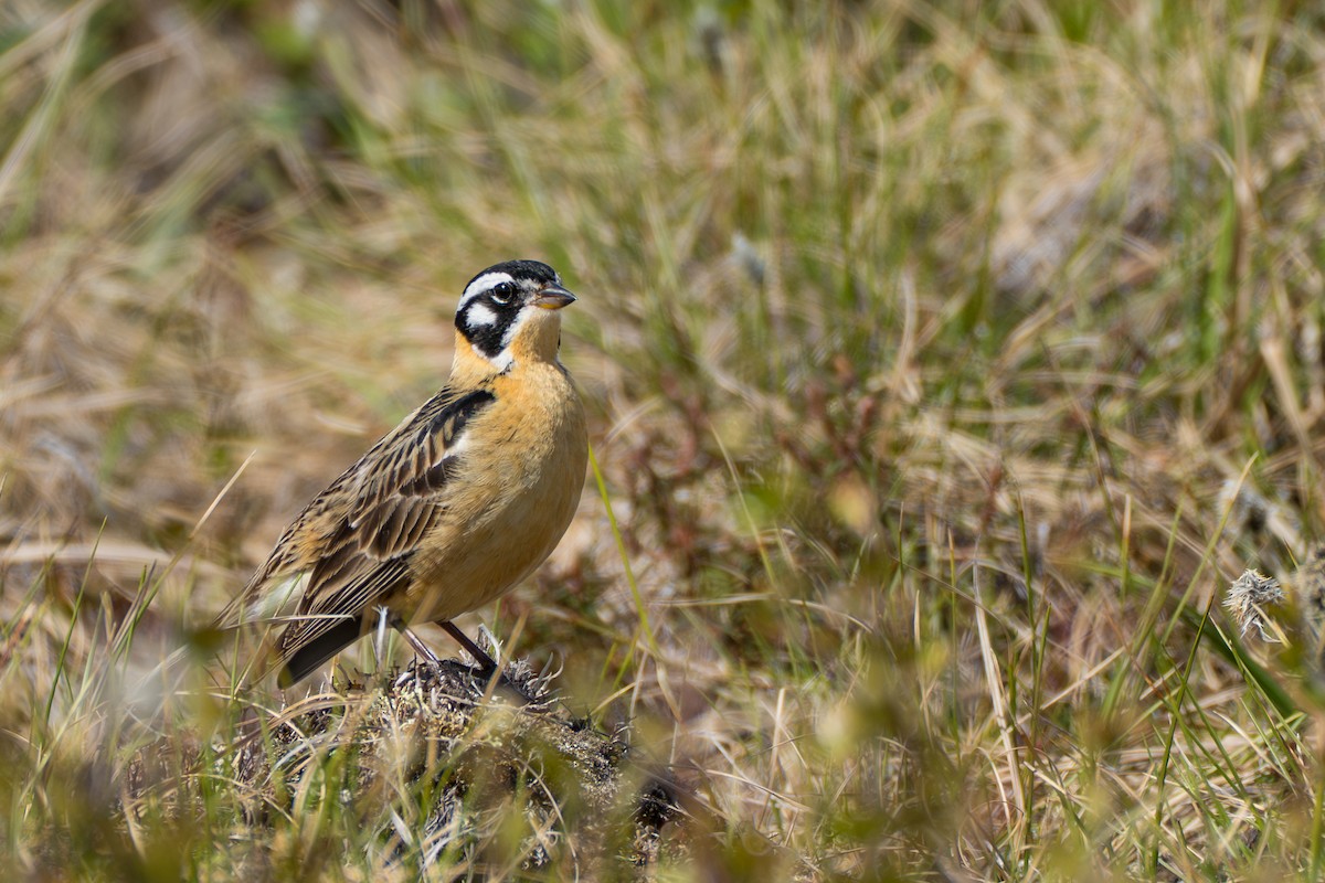 Smith's Longspur - ML643083302