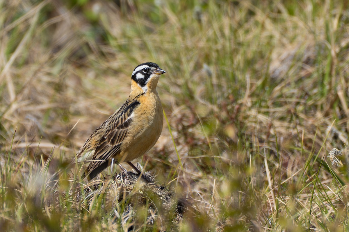 Smith's Longspur - ML643083303
