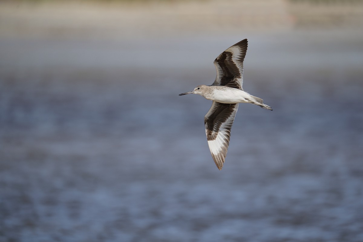 Willet - ML643083310