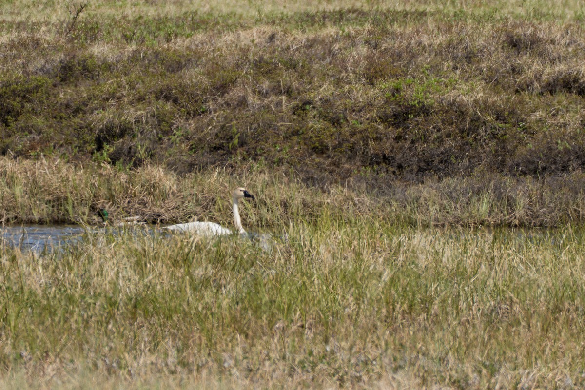 Tundra Swan - ML643083312