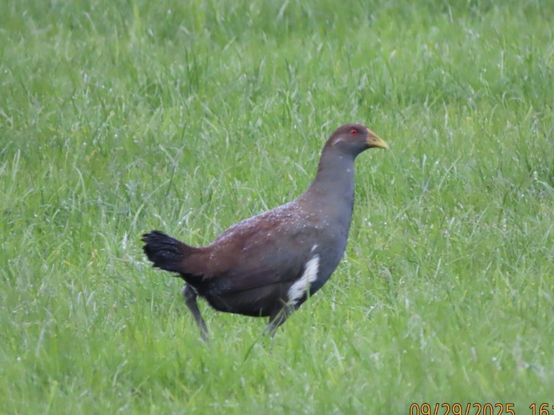 Tasmanian Nativehen - ML643083315