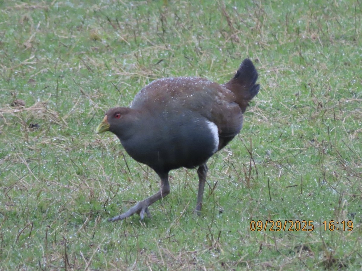 Tasmanian Nativehen - ML643083316
