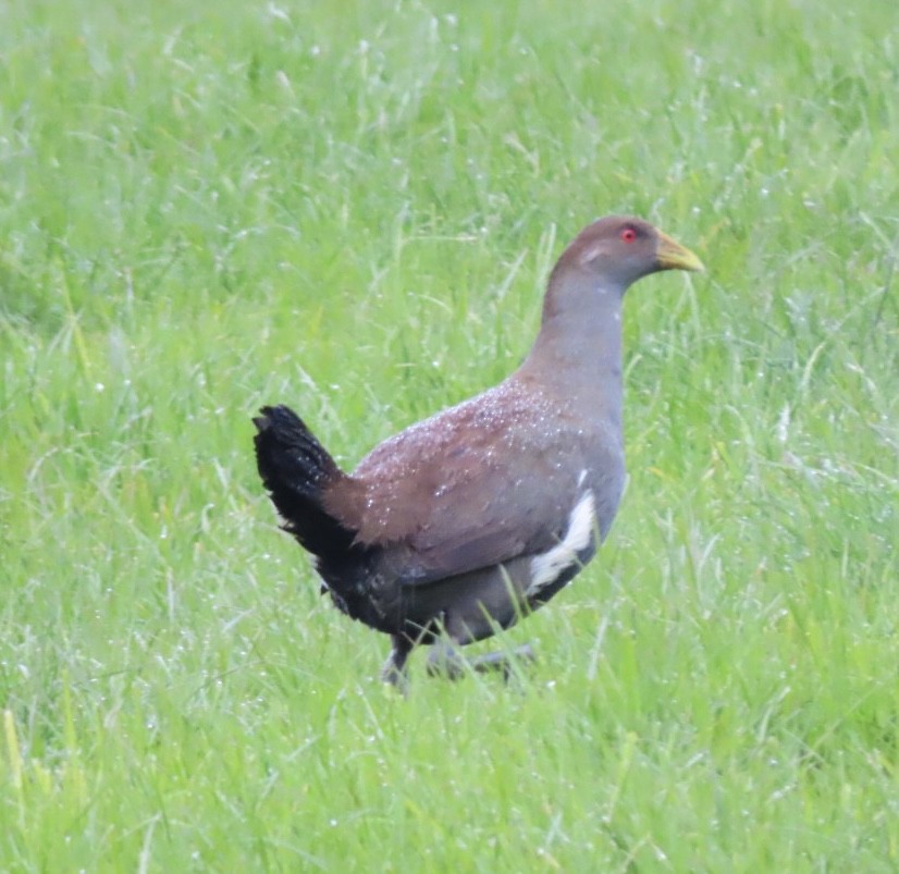 Tasmanian Nativehen - ML643083317