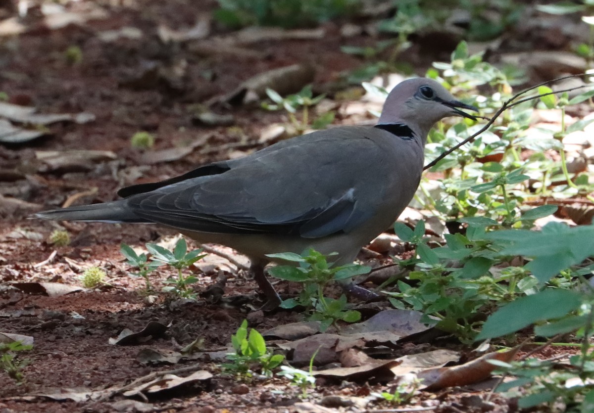 Red-eyed Dove - ML643083328