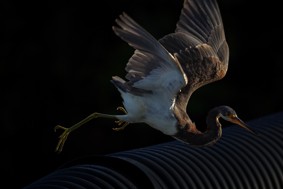 Tricolored Heron - ML643083335
