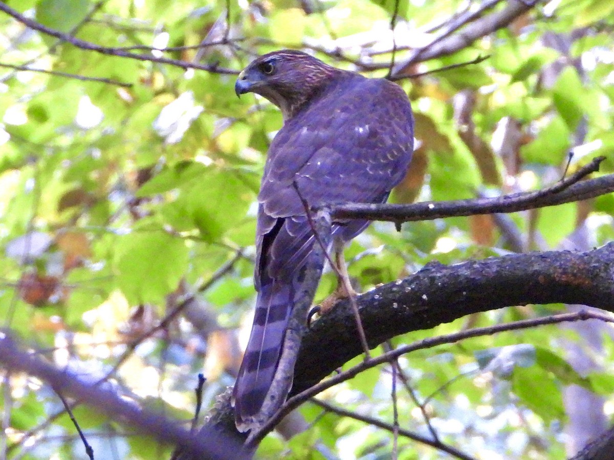 Cooper's Hawk - ML643083339
