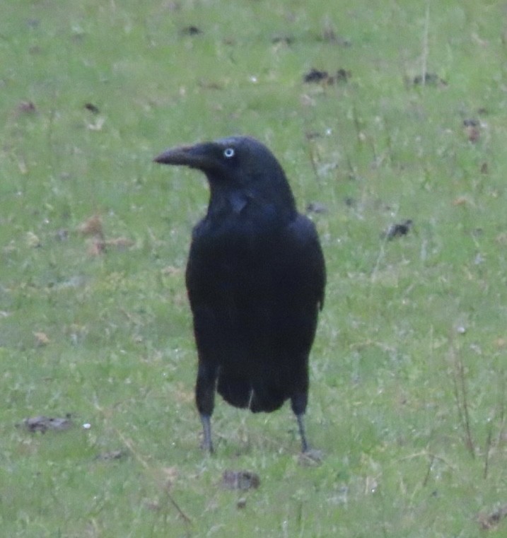 Corbeau de Tasmanie - ML643083341