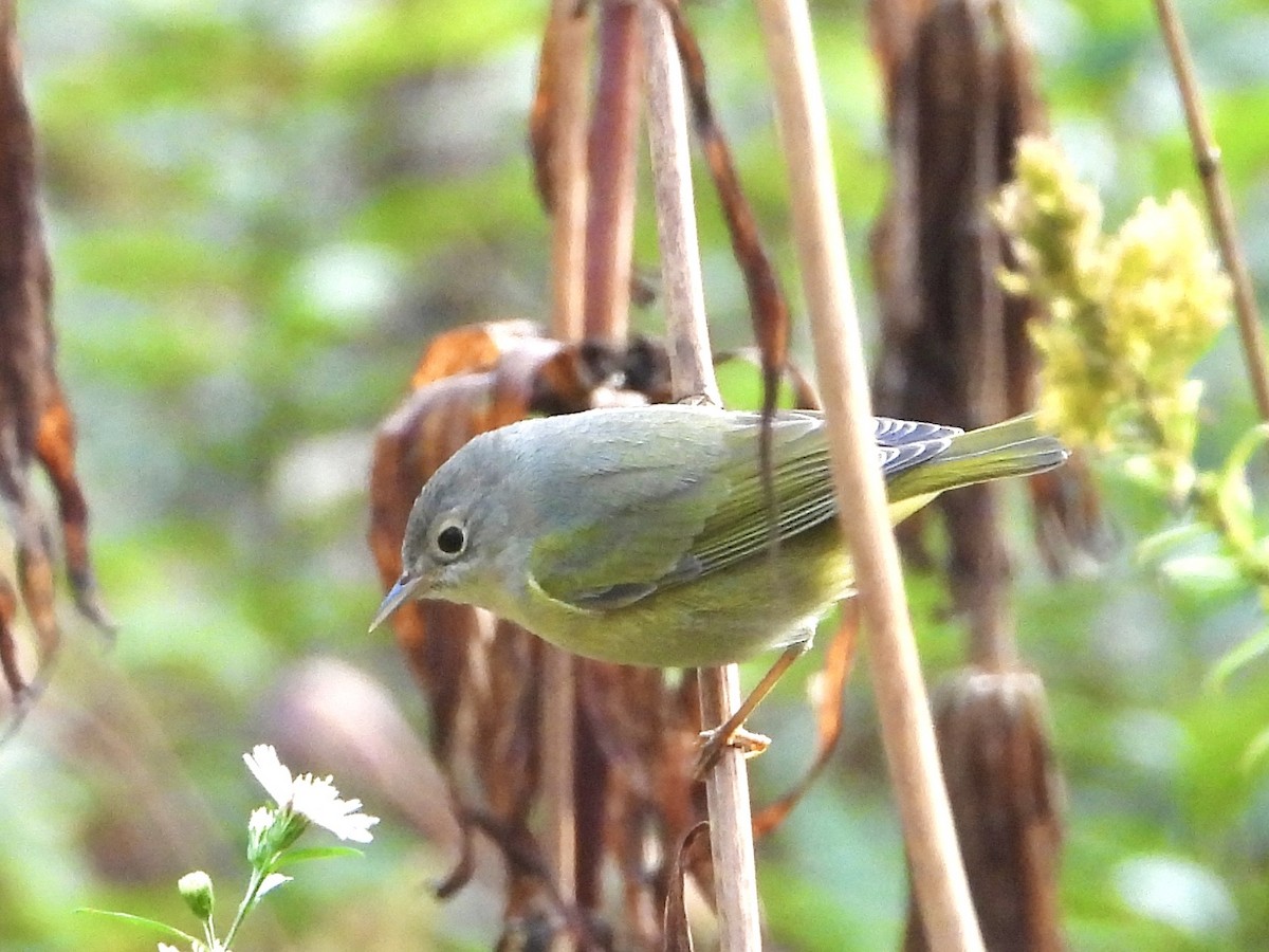 Nashville Warbler - ML643083358
