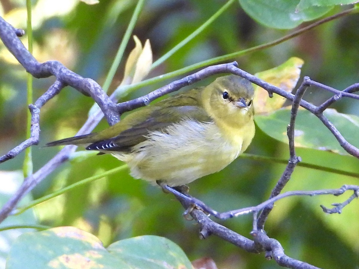 Tennessee Warbler - ML643083364