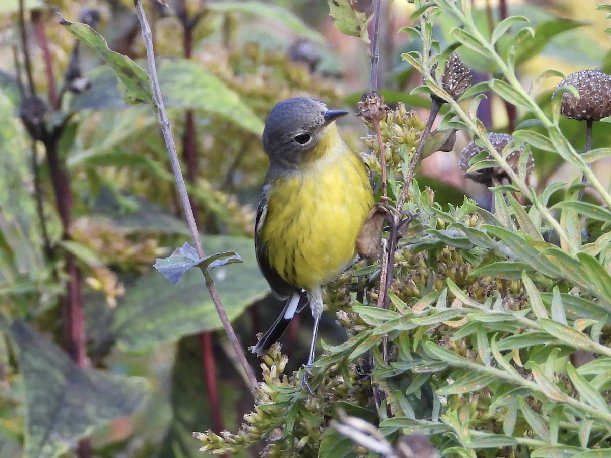 Magnolia Warbler - ML643083371
